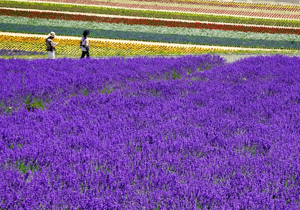 Hokkaido Furano'da yaz aylarında lavanta tarlaları