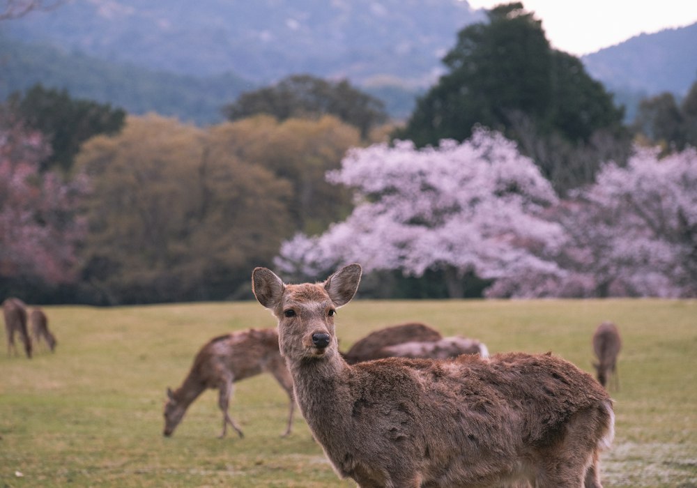 Nara Parkı'nda serbestçe dolaşan geyikler